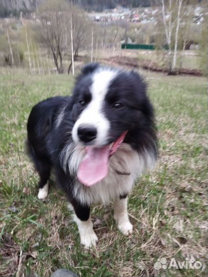 Бордер колли