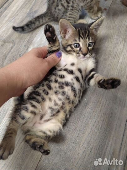 Бенгальские котята