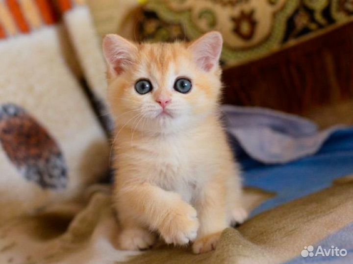 Шотландская девочка