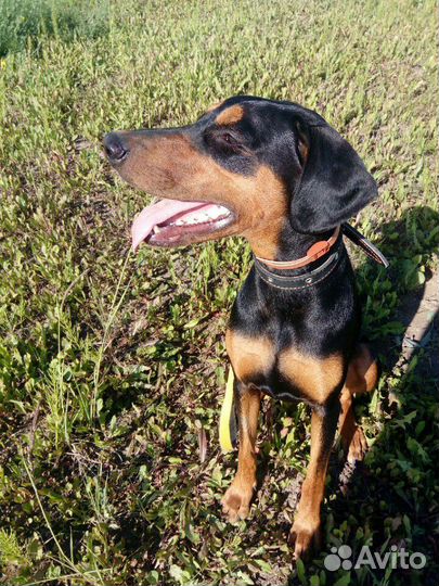 Передержка собак