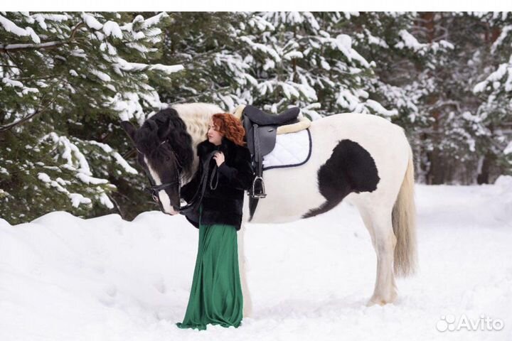 Шикарная кобыла кросс Тинкер