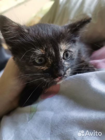 Котёнок ищет дом