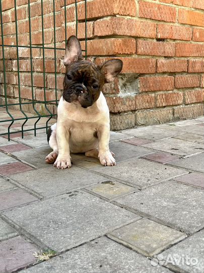 Французский бульдог щенок