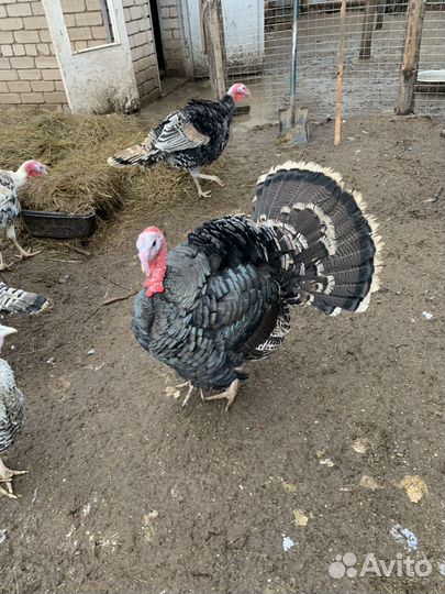 Индюки домашние