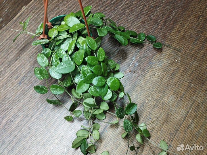 Хойи Матильда, текилла Санрайз, досси