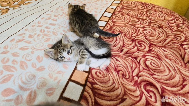 Отдам в добрые руки