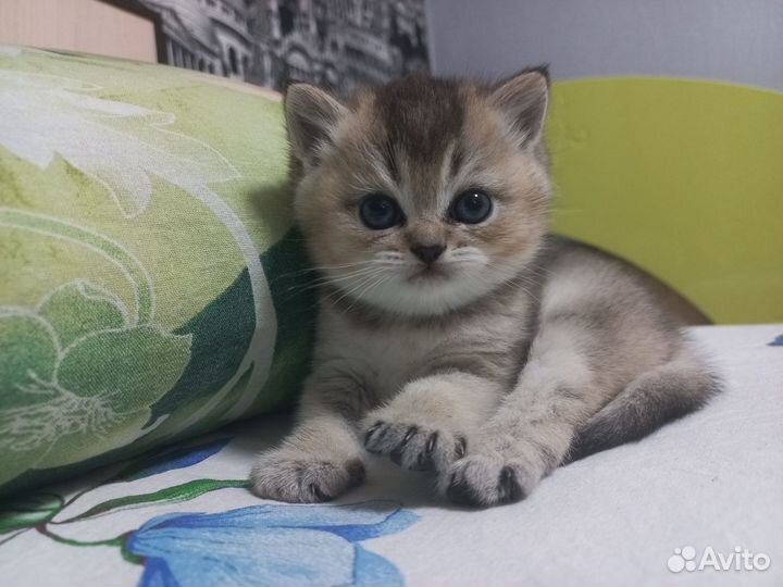 Продам котят