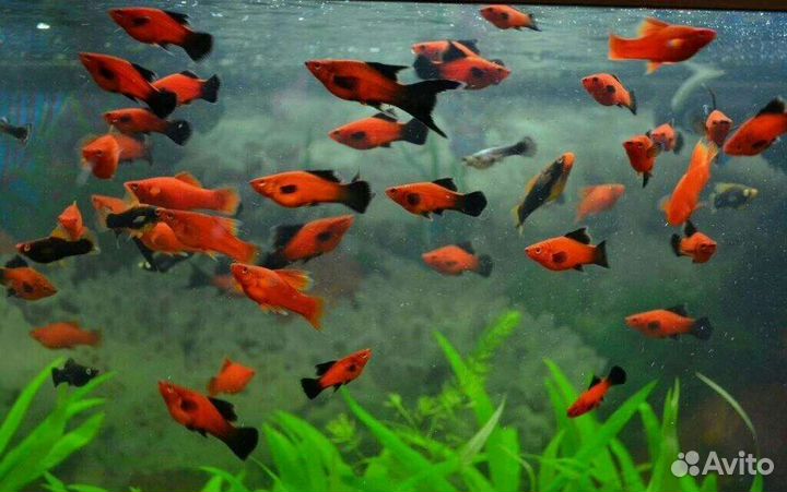 Аквариумная рыба