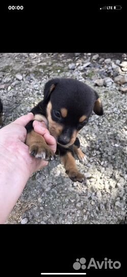 Питбуль в добрые руки