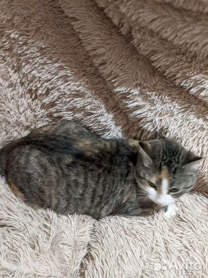 Кошка которую не замечают