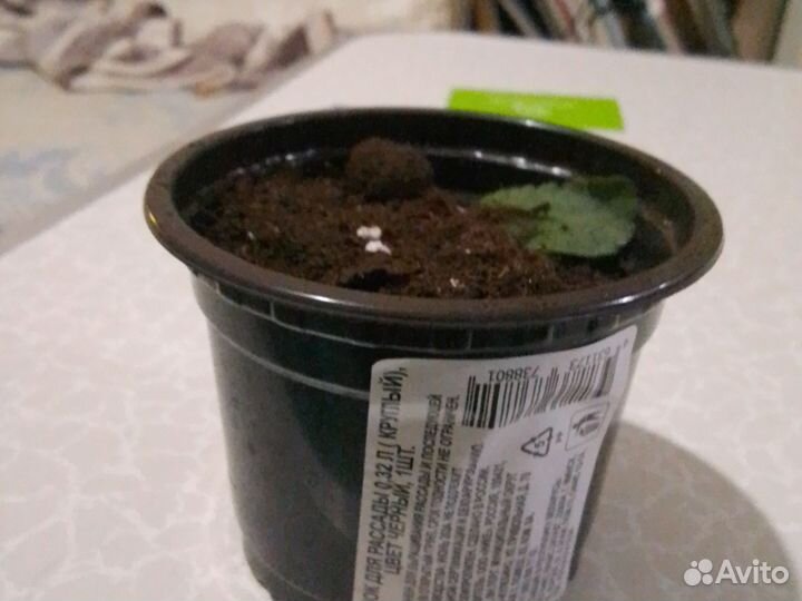 Каланхоэ Блоссфельда