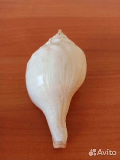 Морская раковина