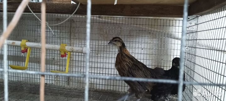 Куры петухи