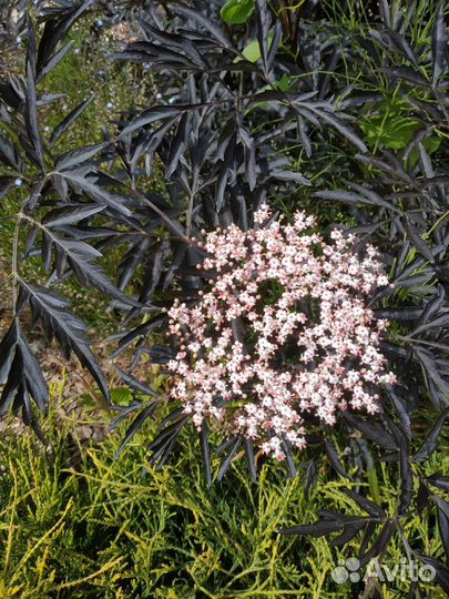 Кустарники для сада