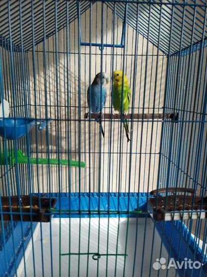 Волнистые попугай с клеткой