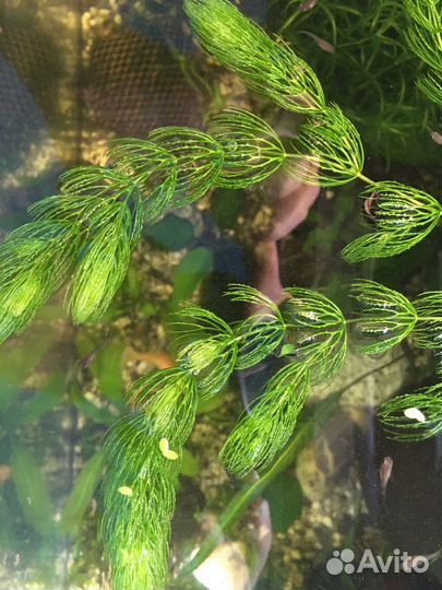 Гуппи, растения, улитки