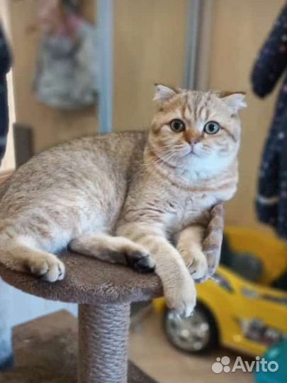 Шотландский Котей