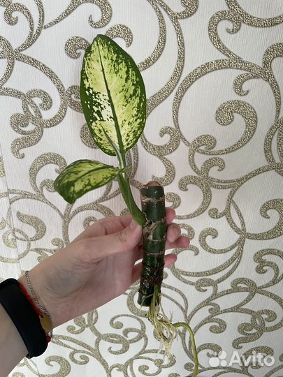 Диффенбахия