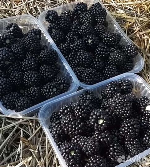 Саженцы ежевики блек мейдик,натчез