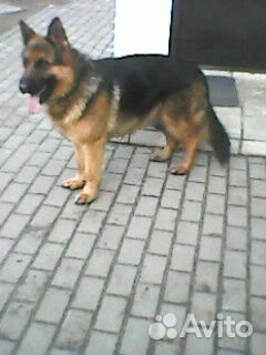 Вязка немецкая овчарка