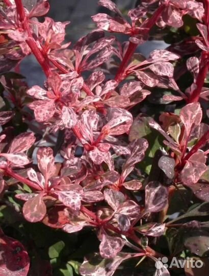 Барбарис тунберга