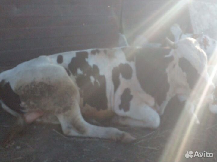 Продам бычков