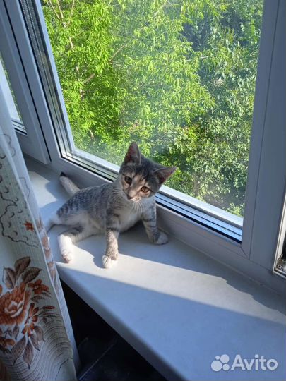 Котенок девочка бесплатно