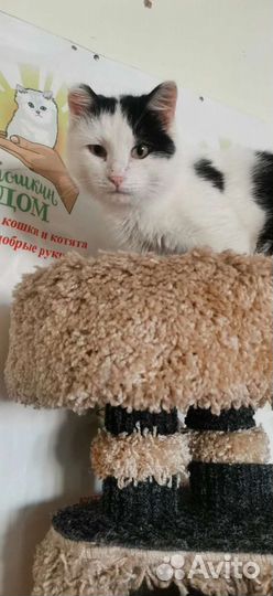 Котейка