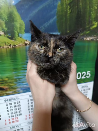 Кошечка стерилизованная