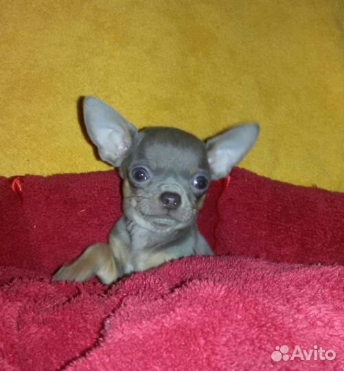 авито сочи животные