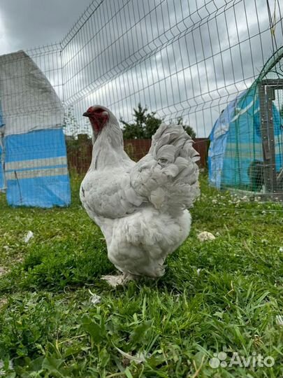 Яйцо инкубациннное Брама Лаванда Парцелян