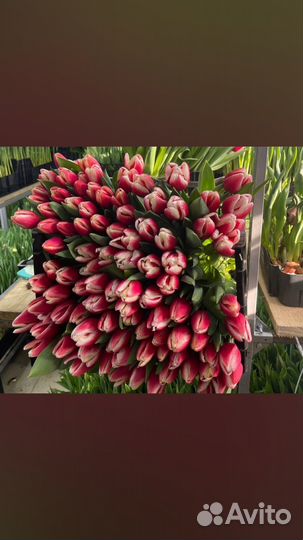 Тюльпаны к 8 марта оптом красноярск