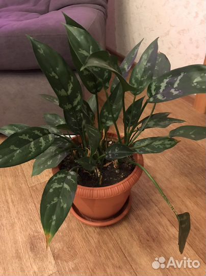 Продам комнатные растения