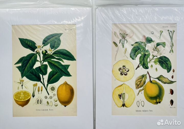 Картина/постер/иллюстрация Ботаника