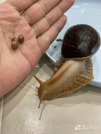 Улитки ахатины бесплатно