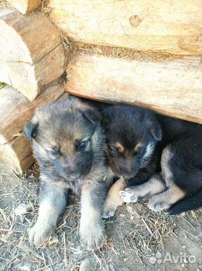 Щенки от немецкой овчарки