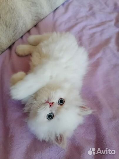 Персидские котята