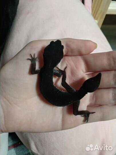 Эублефар Black Night