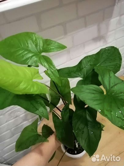 Сингониумы разные