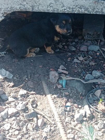 Щенок в добрые руки