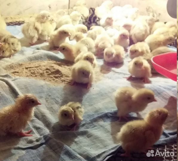 Перепелята