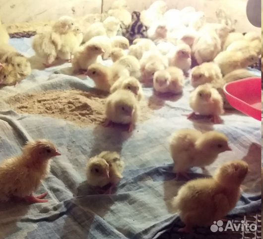 Перепелята