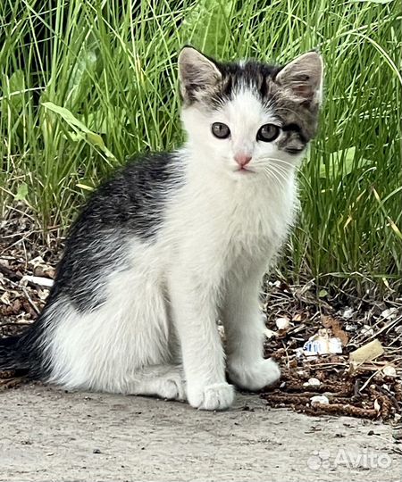 Котенок девочка,1,5 мес