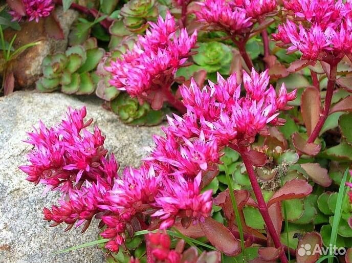 Многолетники для альпийской горки