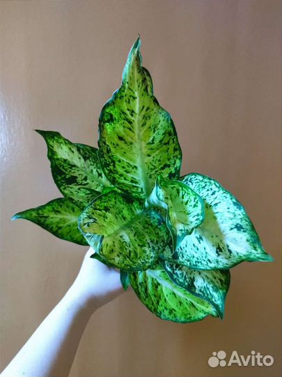 Диффенбахия Ами