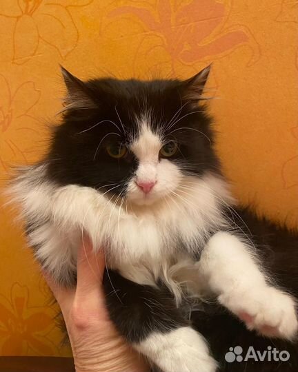 Молодая кошечка жила под машиной в морозы