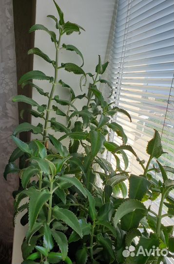 Шефлера, клеродендрум, каланхоэ, сансевиерия