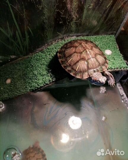 Черепаха с аквариумом