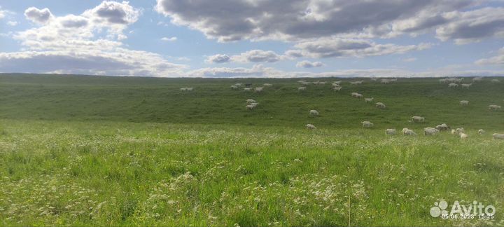 Зааненские козы дойные