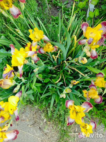 Ирисы, нарциссы, примула, хоста, бадан и др